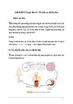 Giải KHTN Lớp 6 Bài 23: Tổ chức cơ thể đa bào | Kết nối tri thức