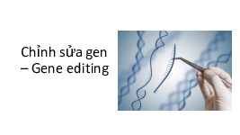 Chỉnh sửa gen| BT môn Xu hướng phát triển thực phẩm| Trường Đại học Bách Khoa Hà Nội