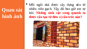 Giáo án điện tử Khoa học tự nhiên 6 bài 18 Kết nối tri thức : Tế bào - Đơn vị cơ bản của sự sống
