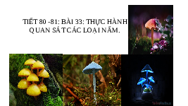 Giáo án điện tử Khoa học tự nhiên 6 bài 33 Kết nối tri thức : Thực hành Quan sát các loại nấm