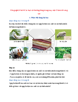 Công nghệ 6 bài 6 Các loại vải thường dùng trong may mặc Chân trời sáng tạo