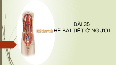 Bài 35: Hệ bài tiết ở người | Bài giảng PowerPoint Khoa học tự nhiên 8 | Kết nối tri thức