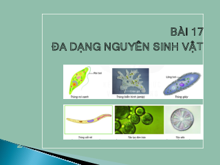 Chủ đề 8. Bài 17: Đa dạng nguyên sinh vật(2) | Bài giảng PowerPoint KHTN 6 | Cánh diều