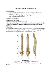 Giải phẫu Xương thân mình - hân biệt được đốt sống cổ, ngực, thắt lưng, cùng cụt.