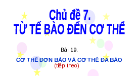 Giáo án điện tử Khoa học tự nhiên 6 bài 19 Chân trời sáng tạo : Cơ thể đơn bào và cơ thể đa bào