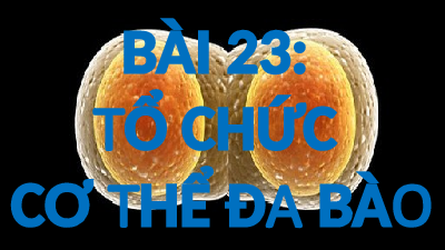 Bài 23. Cơ thể đa bào | Bài giảng PowerPoint Khoa học tự nhiên 6 | Kết nối tri thức