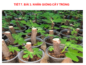 Bài giảng điện tử môn Công nghệ 7 Bài 3: Nhân giống cây trồng (Tiết 7) | Cánh diều
