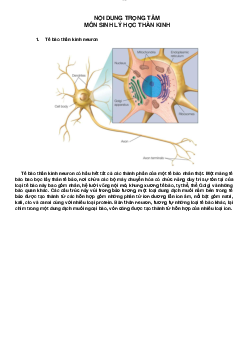 Ôn tập sinh lý học thần kinh phần 1 | Tâm lý học thần kinh | Đại học Khoa học Xã hội và Nhân văn, Đại học Quốc gia Thành phố HCM