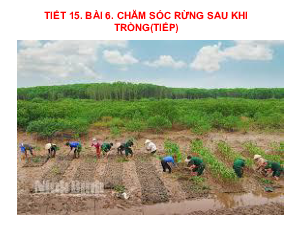 Bài giảng điện tử môn Công nghệ 7 Bài 6: Chăm sóc cây rừng sau khi trồng (Tiết 15) | Cánh diều