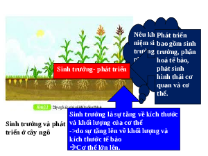 Giáo án điện tử Khoa học tự nhiên 7 bài 38 Kết nối tri thức : Thực hành Quan sát, mô tả sự sinh trưởng và phát triển ở một số sinh vật