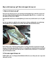 Mực xà là loại mực gì? Các món ngon từ mực xà