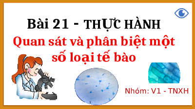 Bài 21 - THỰC HÀNH Quan sát và phân biệt một số loại tế bào | Bài giảng PowerPoint Khoa học tự nhiên 6 | Kết nối tri thức