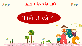 Giáo án điện tử Tiếng Việt 2 Tập 1 Bài 7 Kết nối tri thức: Cây xấu hổ - Viết
