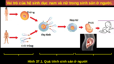 Giáo án điện tử Khoa học tự nhiên 8 Bài 37 Cánh diều: Sinh sản ở người