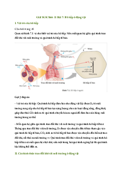 Bài 7: Hô hấp ở động vật | Giải Sinh 11 Cánh diều