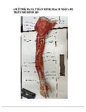 Đề cương môn giải phẫu đại cương  -Trường Đại học y khoa Phạm Ngọc Thạch