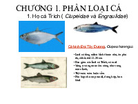 Chương I: Phân loại cá| Bài giảng môn Công nghệ sản phẩm giàu protein, lipid| Trường Đại Bách Khoa Hà Nội