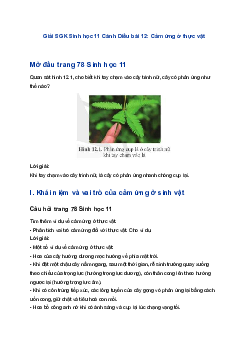 Giải SGK Sinh học 11 Cánh Diều bài 12: Cảm ứng ở thực vật