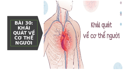 Giáo án điện tử Khoa học tự nhiên 8 Bài 30 Kết nối tri thức: Khái quát về cơ thể người