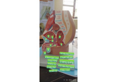 Hệ Sinh Dục - Giải Phẫu Hệ Sinh Dục môn Giải phẫu | Trường Đại Học Y Dược Thái Bình