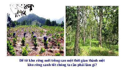 Giáo án điện từ Công nghệ 7 Bài 6 Cánh Diều: Chăm sóc cây rừng sau khi trồng