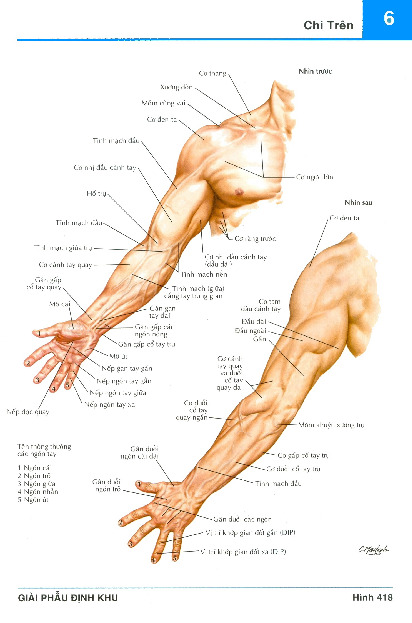 Chương 6: Chi trên môn Giải phẫu | Trường Đại học Y Dược, Đại học Quốc gia Hà Nội