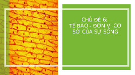 Giáo án điện tử Khoa học tự nhiên 6 bài 18 Chân trời sáng tạo : Thực hành quan sát tế bào sinh vật