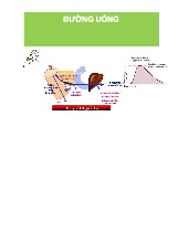 Dược Động Học Đường Uống: Mô Hình Bậc 1 và Thông Số PK