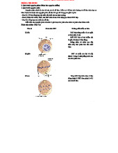BÀI 19: QUÁ TRÌNH PHÂN BÀO VÀ BÀI TẬP LIÊN QUAN