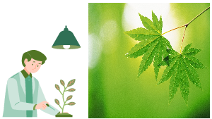 Giáo án điện tử Khoa học tự nhiên 7 bài 34 Kết nối tri thức : Vận dụng hiện tượng cảm ứng ở sinh vật vào thực tiễn