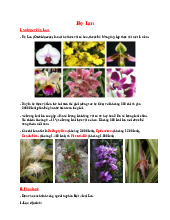 Họ Lan - Tóm tắt về Thực vật Dược | Đại học Y Dược Thành phố Hồ Chí Minh