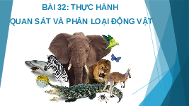 Giáo án điện tử Khoa học tự nhiên 6 bài 32 Chân trời sáng tạo : Thực hành quan sát và phân loại động vật