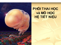 Bài giảng Phôi thai học và mô học hệ tiết niệu môn Phôi thai học | Đại học Phenika