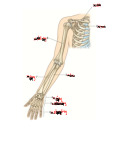 Giải phẫu Chi trên - Các điểm chính và thuật ngữ cơ bản. Môn Giải phẫu cơ bản | Đại học Trường Đại học Phenika.