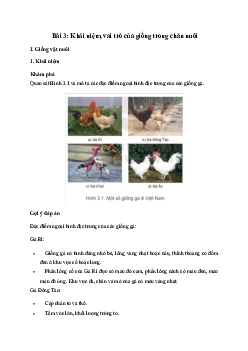 Công nghệ 11 Bài 3: Khái niệm, vai trò của giống trong chăn nuôi | Kết nối tri thức