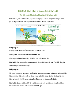 Giải Sinh học 11 Bài 4: Quang hợp ở thực vật | Chân trời sáng tạo