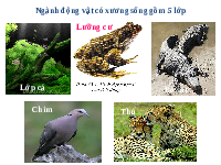 Giáo án điện tử Khoa học tự nhiên 6 Chân trời sáng tạo : Chim bồ câu (tiết 41+42)