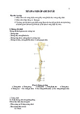 Giải phẫu xương khớp chi dưới | Đại học Y Dược Huế