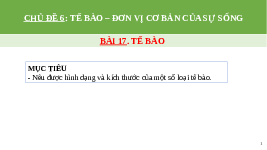 Giáo án điện tử Khoa học tự nhiên 6 bài 17 Chân trời sáng tạo : Tế bào