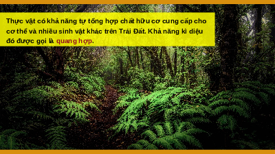 Giáo án điện tử Khoa học tự nhiên 7 bài 22 Kết nối tri thức : Quang hợp ở thực vật