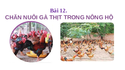 Giáo án điện tử Công nghệ 7 Bài 12 Kết nối tri thức: Chăn nuôi gà thịt trong nông hộ