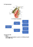Đường mật ngoài gan | Đại học Y khoa Vinh