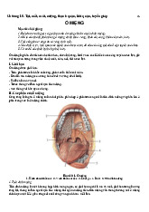Chương 10 Giải phẫu Tai, Mắt, Mũi, Miệng, Thanh quản, Khí quản | Môn Giải phẫu học - Đại học Kỹ thuật Y - Dược Đà Nẵng