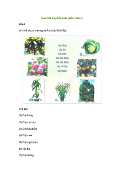 Soạn bài Lá phổi xanh (trang 21) Tiếng việt 2 Sách Cánh diều