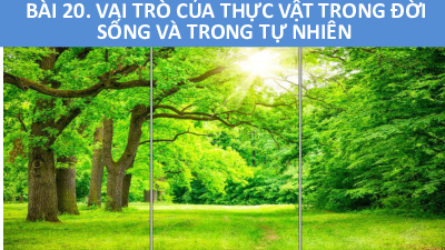 Chủ đề 8. Bài 20: Vai trò của thực vật | Bài giảng PowerPoint KHTN 6 | Cánh diều