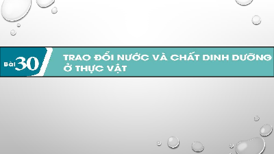 Giáo án điện tử Khoa học tự nhiên 7 bài 30 Kết nối tri thức : Trao đổi nước và chất dinh dưỡng ở thực vật
