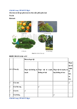 Giải sách giáo khoa môn Khoa học tự nhiên lớp 6 Bài 21: Thực hành phân chia các nhóm thực vật | Sách Cánh Diều