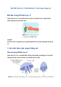 Giải SGK Sinh học 11 Cánh Diều bài 13: Cảm ứng ở động vật