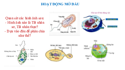 Bài 9: Tế bào nhân thực | Bài giảng PowerPoint môn Sinh học 10 | Chân trời sáng tạo