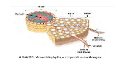 Giáo án điện tử Khoa học tự nhiên 7 bài 37 Chân trời sáng tạo : Sinh sản ở sinh vật